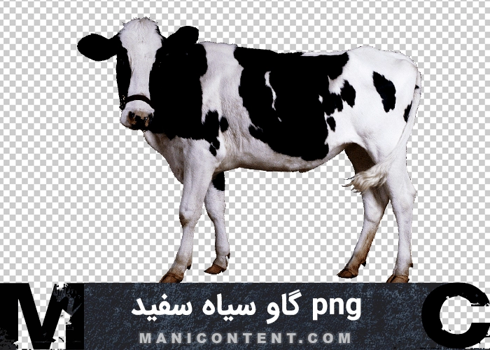 گاو نر png bull