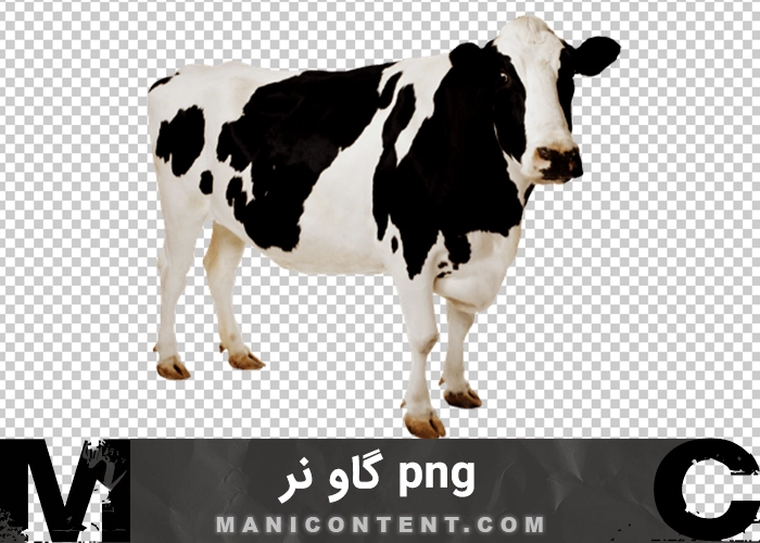 png گاو سفید سیاه نر ایستاده black and white standing bull
