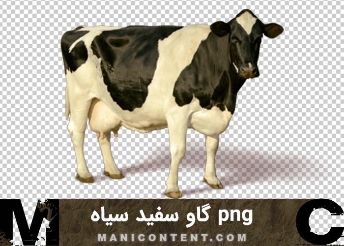 png گاو ماده سفید سیاه براق white black shiny female cow
