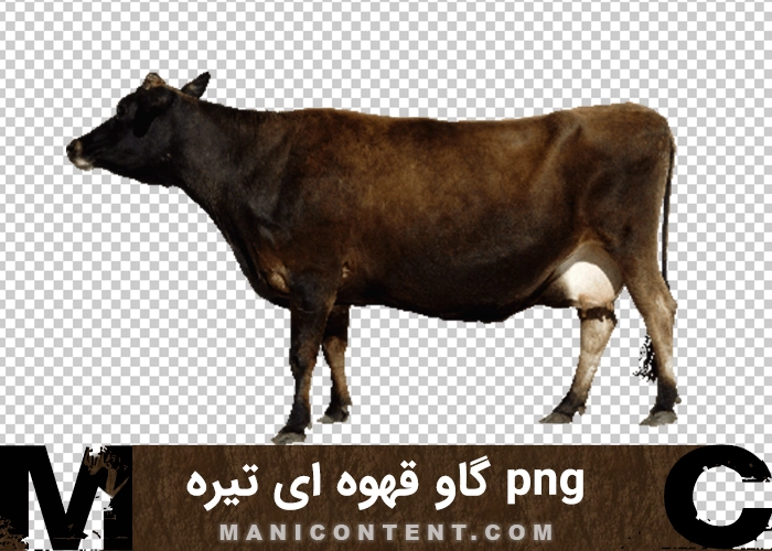 png گاو ماده قهوه ای تیره dark brown female cow