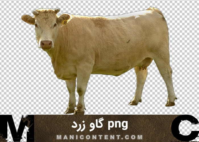 png گاو زرد ایستاده yellow cow standing