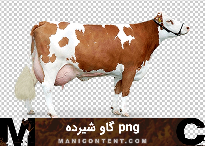 png گاو سفید قهوه ای شیرده White brown milking cow